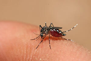 6 hiểu nhầm “chết người” về bệnh sốt xuất huyết