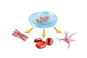 9 điều nên biết về tế bào gốc