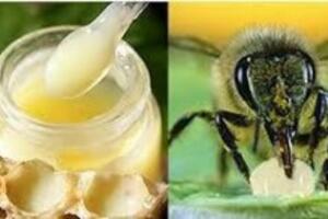 Khám phá sự kỳ diệu của sữa ong chúa