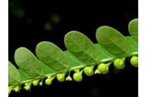 Bạn biết gì về công dụng của cây Diệp hạ châu?