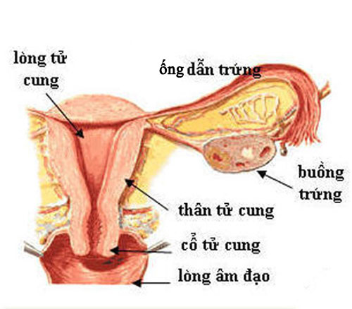 Biểu hiện rõ nhất của bệnh viêm ống dẫn trứng 1