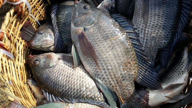 Danh sách 11 loại cá chứa nhiều chất dinh dưỡng có lợi cho sức khỏe - Ảnh 11.