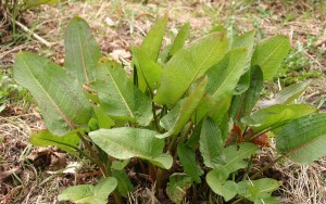 1024px-Rumex-obtusifolius-foliage