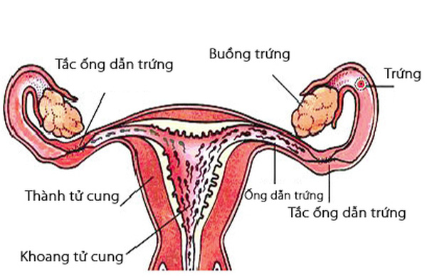 thông tắc vòi trứng