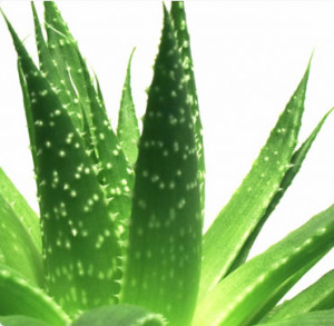 AloeVera