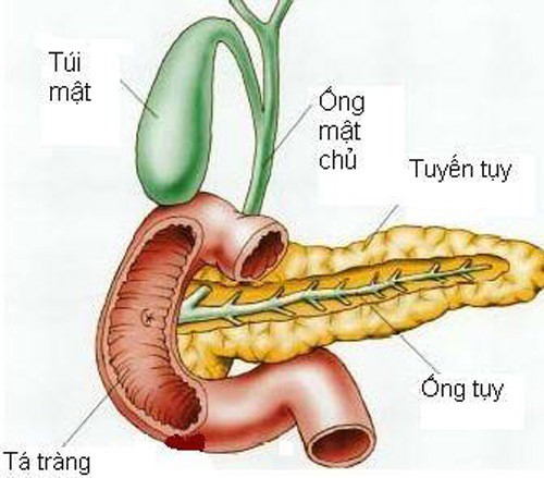 Từ trường hợp tử vong do viêm tụy cấp: Căn bệnh này nguy hiểm thế nào? - Ảnh 1.