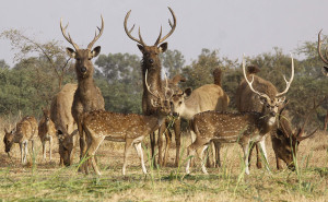 Van Vihar National Park in Bhopal