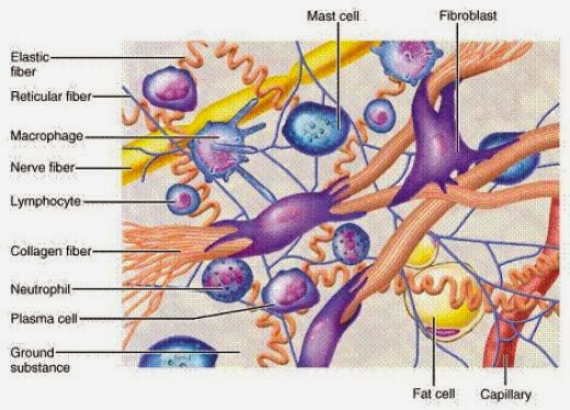 Mô phỏng tác động của Collagen lên cơ thể. Nếu dùng phải Collagen giả thì hậu quả mà người tiêu dùng phải đối mặt là khôn lường