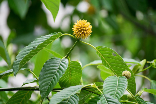 Điểm mặt các loại ma túy phổ biến trong giới trẻ: Lên tiên là ảo giác chỉ cái chết là thật - Ảnh 2.