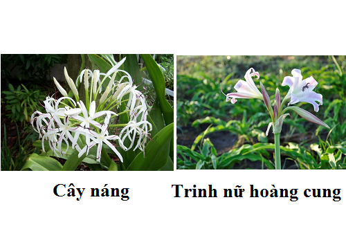 tác dụng của cây trinh nữ hoàng cung