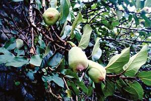 Quả thằn lằn chữa di tinh, liệt dươngĐông y cho rằng, quả thằn lằn có vị ngọt, tính mát, có tác dụng bổ thận tráng dương, cố tinh, hoạt huyết, lợi thấp, thông sữa.