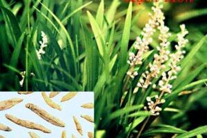 Mạch môn và tác dụng chữa bệnh của Mạch môn