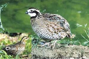 Chim cút bổ ngũ tạngChim cút là loài chim không đẹp, có lông màu nâu sẫm hoặc lốm đốm màu sáng trắng, nhưng thịt lại rất thơm ngon nên còn gọi là gà đồng.