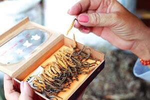 Đông trùng hạ thảo không thể dùng tùy tiệnĐông trùng hạ thảo không thích hợp dùng cho trẻ nhỏ. Nếu lạm dụng đông trùng hạ thảo có thể gây suy thận.