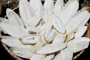 Thứ người Việt nào cũng bỏ đi khi ăn mực không ngờ là vị thuốc quý như vàng