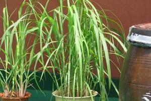 Sả - gia vị chống nhiều bệnhDưới đây chúng ta cùng khám phá những tác dụng vô cùng độc đáo của loại gia vị không thể thiếu trong nhiều món ăn này.