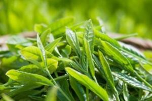 10 thực phẩm nên ăn thường xuyên để giúp gan thải độc