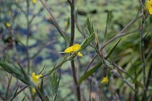 Cỏ đuôi lươn trị hậu sảnTại các cửa hàng bán lá ở Hà Nội, người ta bán cỏ đuôi lươn để cho phụ nữ mua dùng trước và sau khi sinh nở (chữa bệnh hậu sản).