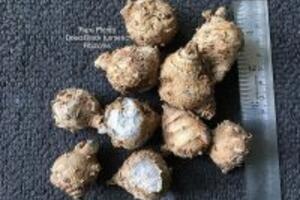 Nghệ đen có tác dụng trị sẹo không?