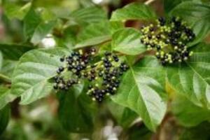 Những công dụng của cây lá cách có thể bạn chưa biết