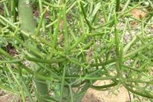 Dùng cây xương cá chữa viêm xoang- bài thuốc đơn giản, hiệu quả