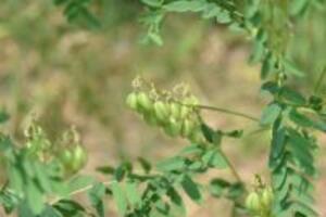 Chữa viêm xoang mũi hiệu quả nhất bằng cây Hoàng kỳ