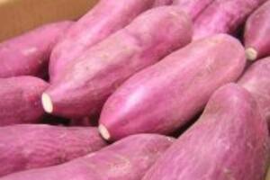 Cách chữa bệnh trĩ bằng khoai lang đơn giản hiệu quả