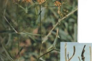 Bài thuốc Sài cát giải cơ thang