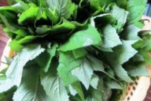 Thực hư về việc cây cải trời trị bướu cổ bạn nên biết