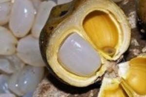 Công dụng của hạt đác và những điều bạn chưa biết