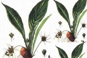 Hồi đầu thảo trị cao huyết ápTheo Đông y, hồi đầu thảo có vị đắng, hơi the, tính bình; có tác dụng bổ huyết thay cũ đổi mới, làm tan máu ứ, thông kinh bế và tiêu sưng viêm...