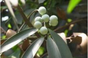 Cây kim giao – công dụng của cây kim giao