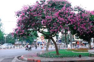 Bằng lăng chữa tiểu đường, gout