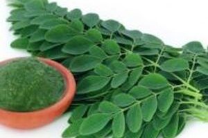 Người ăn kiêng sử dụng cây chùm ngây như thế nào là hiệu quả?