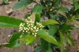 Cây xạ đen là gì? Công dụng của cây xạ đen