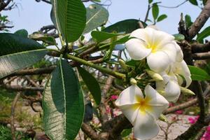 Vị thuốc từ cây sứTùy theo loài, hoa sứ có màu từ trắng, vàng tới hồng, đỏ. Tuy nhiên, dùng loại hoa cánh trắng, tâm điểm vàng để làm thuốc mới có tác dụng.