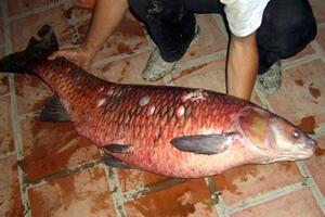 Cá trắm đen ích khí dưỡng vịCá trắm đen thuộc loại bình bổ, có công năng ích khí dưỡng vị, đặc biệt thích hợp để bồi bổ cho những người khí hư, mệt mỏi, ăn không ngon miệng.