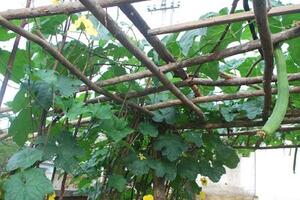 Mướp hương chữa tắc sữaTheo đông y, mướp hương vị ngọt, tính bình; có tác dụng làm điều kinh, ngừng bạch đới, bình can ngưng phong, làm mát, nhuận da...