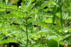 Trị mụn hiệu quả nhanh chóng bằng cây chó đẻ