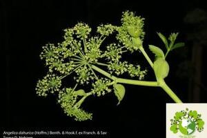 Cây Bạch chỉ: Angelica dahurica
