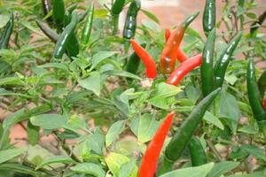 Ớt chữa viêm khớp mãn tínhTheo Đông y, quả ớt có vị cay, nóng với tác dụng khoan trung, tán hàn, kiện tỳ, tiêu thực, chỉ thống (giảm đau), kháng nham (chữa ung thư...).