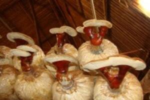 Bật mí cách phân biệt nấm lim xanh tự nhiên và nấm trồng