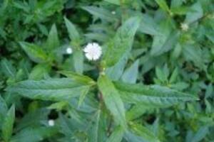 5 cách trị bệnh trĩ bằng thuốc nam hiệu quả