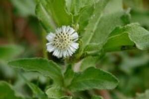 Cây cỏ mực chữa rong kinh như thế nào?