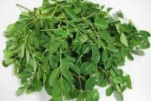 Lá cây chùm ngây sử dụng như thế nào là hiệu quả?