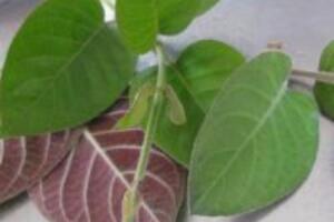 Cập nhật những bài thuốc từ cây mơ lông