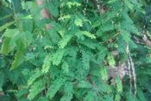 Cam thảo dâyDây lá, rễ cam thảo dây có vị ngọt, hơi đắng, tính mát, có tác dụng tiêu viêm, lợi tiểu. Hạt có vị đắng, rất độc, có tác dụng thông cửu khiếu, sát trùng, tiêu viêm.