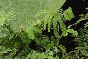 Rau rút dưỡng vị sinh tânRau rút là loại thực phẩm quen thuộc được nhiều người biết đến, có tên khoa học là Neptunia Oleracea Lour, thuộc họ đậu (Fabaceae).