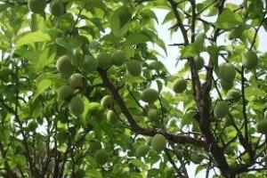 Ô mai và tác dụng chữa bệnh của Ô mai