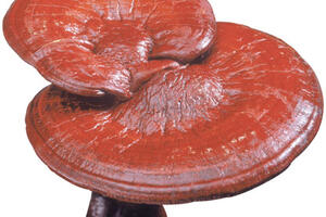 6 cách dùng nấm linh chi để đạt hiểu quả cao nhất